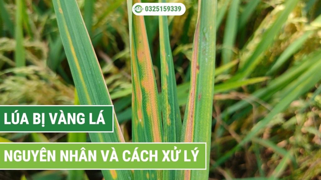 Nguyên nhân và cách xử lý lúa bị vàng lá