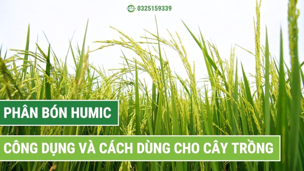 Công dụng và cách sử dụng phân bón Humic