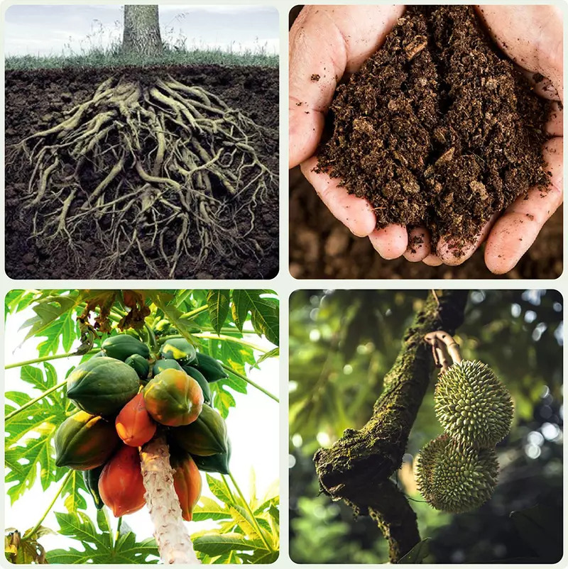 Phân bón Humic kích rễ và cải tạo đất cho cây trồng