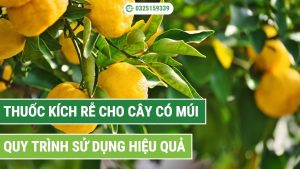 Quy trình sử dụng thuốc kích rễ cho cây có múi hiệu quả