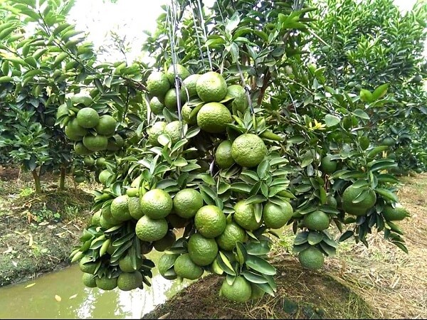 Kích rễ cho cây có múi sau thu hoạch