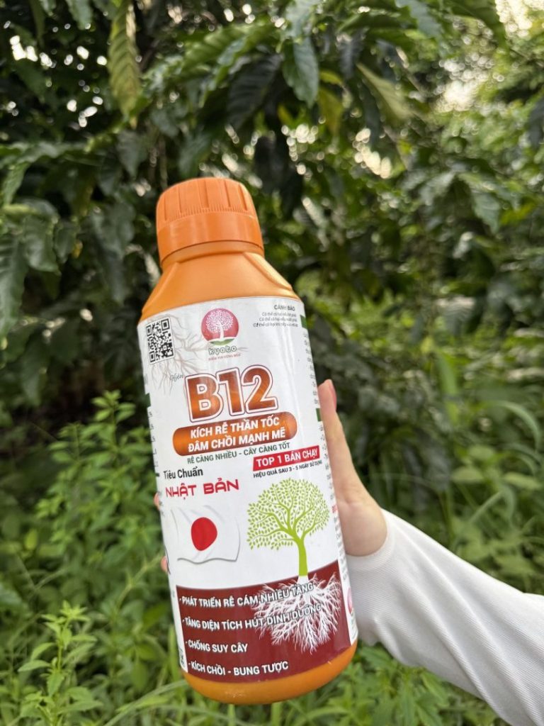 Tưới gốc phân bón B12 hỗ trợ phục hồi cây suy