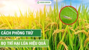 hướng dẫn cách phòng trừ bọ trĩ hiệu quả