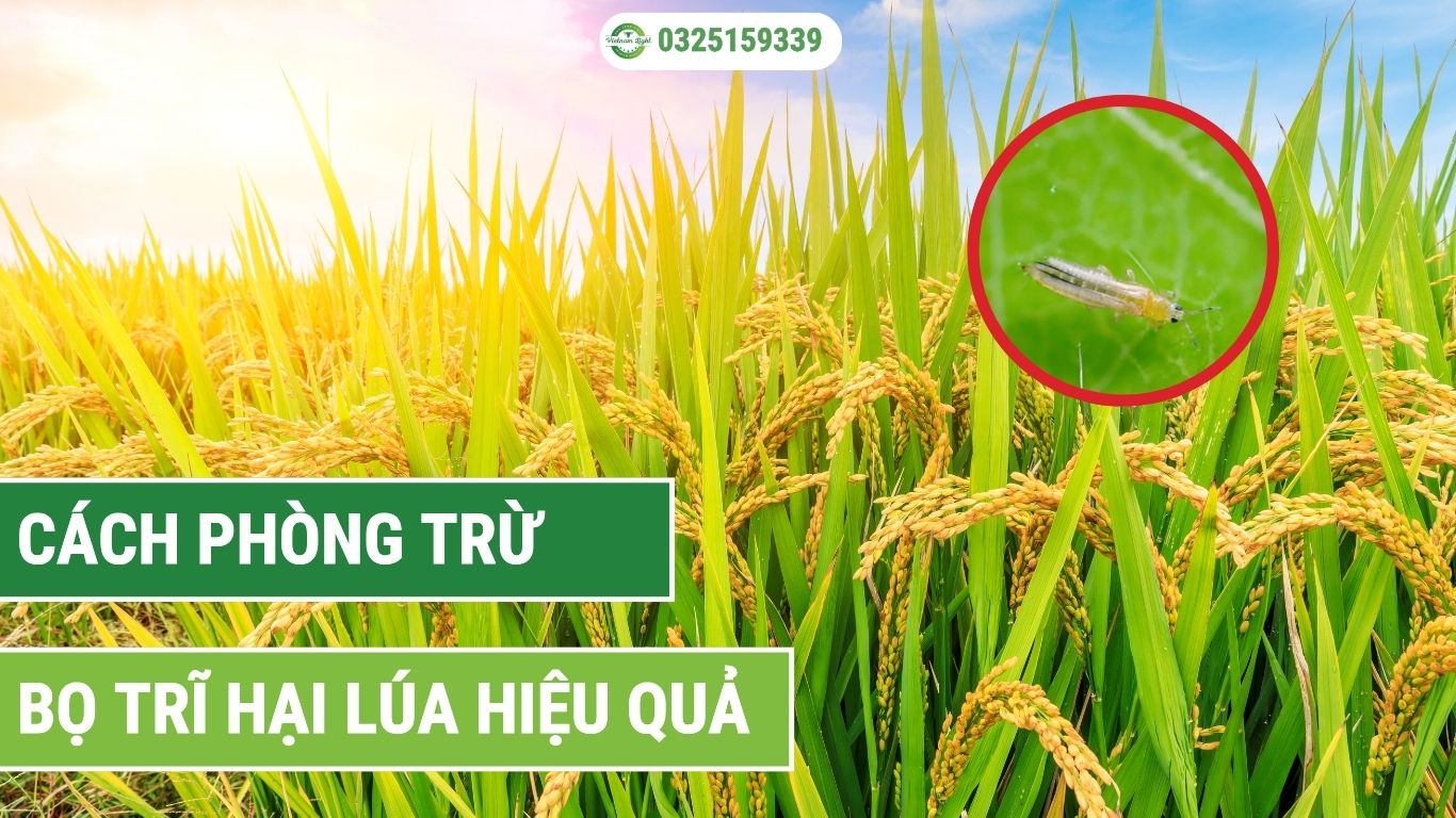 hướng dẫn cách phòng trừ bọ trĩ hiệu quả