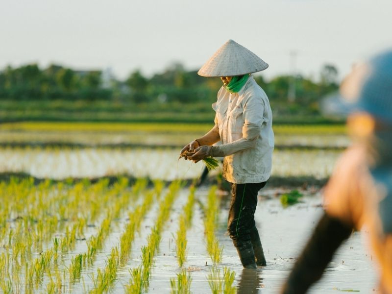 Giữ nước ruộng mạ ổn định giúp hạn chế bọ trĩ tích lũy mật độ và gây hại đầu vụ