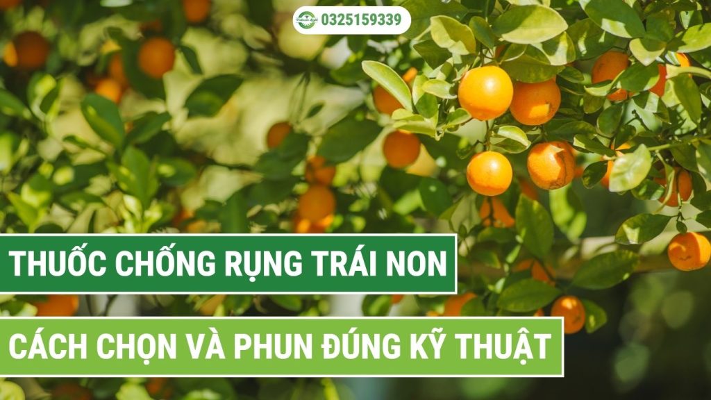thuốc chống rụng trái non chọn sao cho đúng